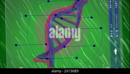 Image of dna strand over light trails on green background Stock Photo