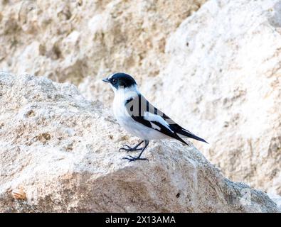 Collared Flycatcher (Ficedula albicollis), Paphos, Cyprus Stock Photo