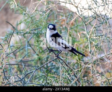 Collared Flycatcher (Ficedula albicollis), Paphos, Cyprus Stock Photo