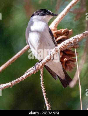 Collared Flycatcher (Ficedula albicollis), Paphos, Cyprus Stock Photo