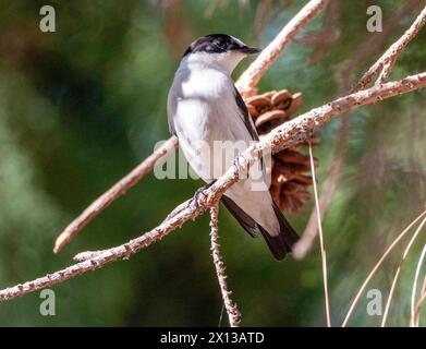 Collared Flycatcher (Ficedula albicollis), Paphos, Cyprus Stock Photo