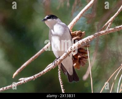 Collared Flycatcher (Ficedula albicollis), Paphos, Cyprus Stock Photo