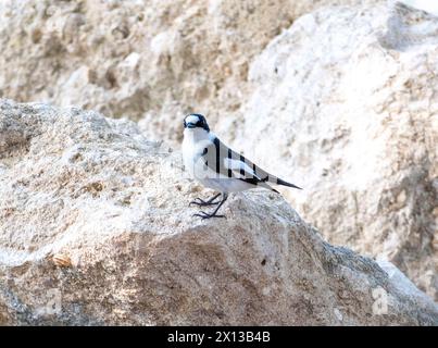 Collared Flycatcher (Ficedula albicollis), Paphos, Cyprus Stock Photo