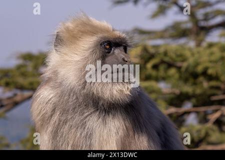 Nepal Sacred Langur - Semnopithecus schistaceus, beautiful popular primate with grey fur endemic in Himalayas, Shimla, India. Stock Photo