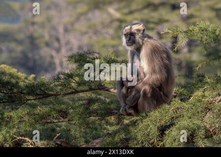 Nepal Sacred Langur - Semnopithecus schistaceus, beautiful popular primate with grey fur endemic in Himalayas, Shimla, India. Stock Photo