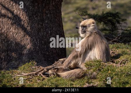 Nepal Sacred Langur - Semnopithecus schistaceus, beautiful popular primate with grey fur endemic in Himalayas, Shimla, India. Stock Photo