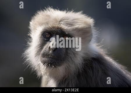 Nepal Sacred Langur - Semnopithecus schistaceus, beautiful popular primate with grey fur endemic in Himalayas, Shimla, India. Stock Photo