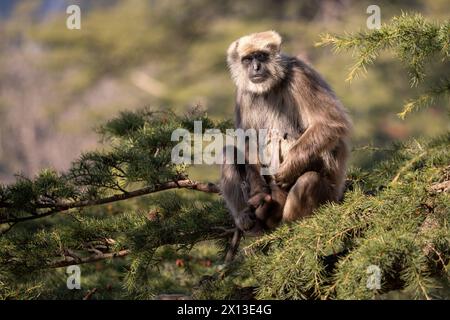 Nepal Sacred Langur - Semnopithecus schistaceus, beautiful popular primate with grey fur endemic in Himalayas, Shimla, India. Stock Photo