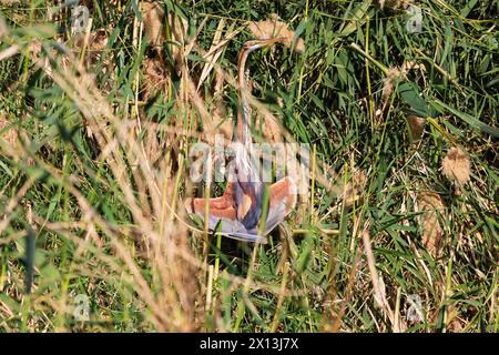 Adult Purple Heron, Ardea Purpurea, showing threat display in the reeds. River Nile,Egypt Stock Photo