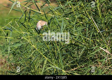 Squacco Heron, Ardeola Ralloides, in amongst the reeds, River Nile, Egypt Stock Photo