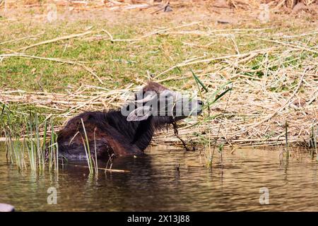 Domestic Water Buffalo, Bubalus Bubalis, in the water on the banks of the River Nile, Egypt Stock Photo