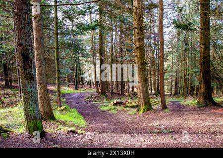 Dundee, Tayside, Scotland, UK. 15th Apr, 2024. UK Weather: Templeton Woods in Dundee has a brilliant mild spring sunshine which provides magnificent views of wildlife, naturally shaped trees, and intertwining nature walks. Credit: Dundee Photographics/Alamy Live News Stock Photo