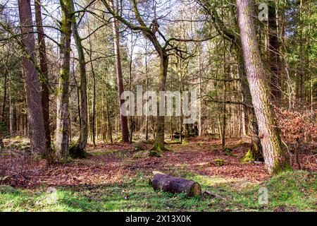 Dundee, Tayside, Scotland, UK. 15th Apr, 2024. UK Weather: Templeton Woods in Dundee has a brilliant mild spring sunshine which provides magnificent views of wildlife, naturally shaped trees, and intertwining nature walks. Credit: Dundee Photographics/Alamy Live News Stock Photo