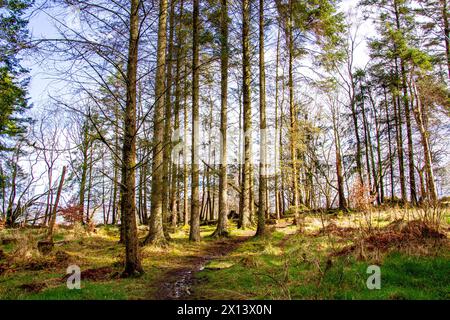 Dundee, Tayside, Scotland, UK. 15th Apr, 2024. UK Weather: Templeton Woods in Dundee has a brilliant mild spring sunshine which provides magnificent views of wildlife, naturally shaped trees, and intertwining nature walks. Credit: Dundee Photographics/Alamy Live News Stock Photo