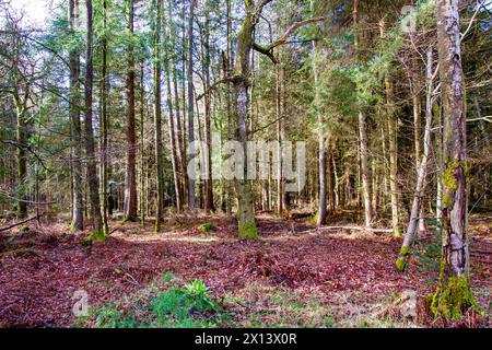 Dundee, Tayside, Scotland, UK. 15th Apr, 2024. UK Weather: Templeton Woods in Dundee has a brilliant mild spring sunshine which provides magnificent views of wildlife, naturally shaped trees, and intertwining nature walks. Credit: Dundee Photographics/Alamy Live News Stock Photo