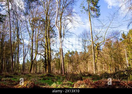 Dundee, Tayside, Scotland, UK. 15th Apr, 2024. UK Weather: Templeton Woods in Dundee has a brilliant mild spring sunshine which provides magnificent views of wildlife, naturally shaped trees, and intertwining nature walks. Credit: Dundee Photographics/Alamy Live News Stock Photo