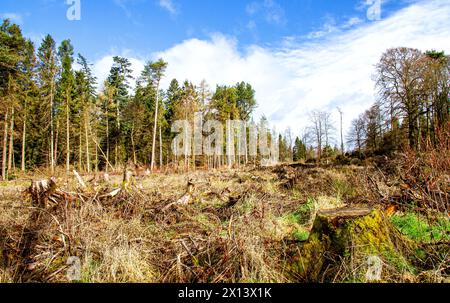 Dundee, Tayside, Scotland, UK. 15th Apr, 2024. UK Weather: Templeton Woods in Dundee has a brilliant mild spring sunshine which provides magnificent views of wildlife, naturally shaped trees, and intertwining nature walks. Credit: Dundee Photographics/Alamy Live News Stock Photo