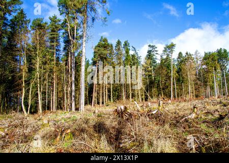 Dundee, Tayside, Scotland, UK. 15th Apr, 2024. UK Weather: Templeton Woods in Dundee has a brilliant mild spring sunshine which provides magnificent views of wildlife, naturally shaped trees, and intertwining nature walks. Credit: Dundee Photographics/Alamy Live News Stock Photo