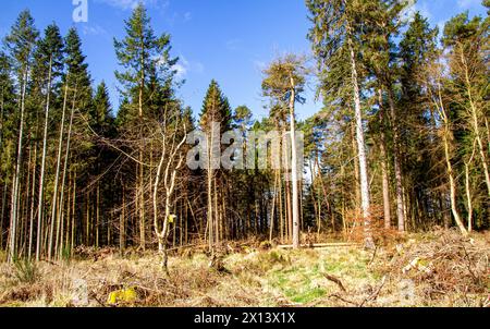 Dundee, Tayside, Scotland, UK. 15th Apr, 2024. UK Weather: Templeton Woods in Dundee has a brilliant mild spring sunshine which provides magnificent views of wildlife, naturally shaped trees, and intertwining nature walks. Credit: Dundee Photographics/Alamy Live News Stock Photo