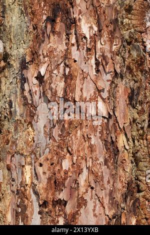 Texture of Dahurian larch bark close-up. Abstract background. Natural pattern. Stock Photo