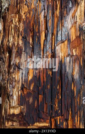 The texture of old larch, darkened by time, with traces of an axe. Stock Photo