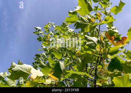 The yellowing foliage of the tulip tree in the autumn season, the foliage of the tulip tree changing color from green to yellow-orange Stock Photo