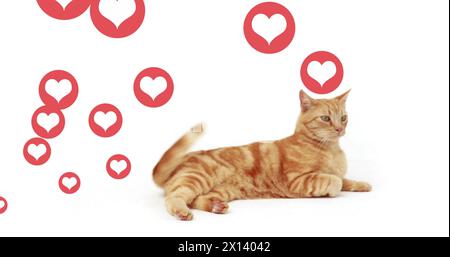Multiple red heart icons floating over a cat sitting against white background Stock Photo