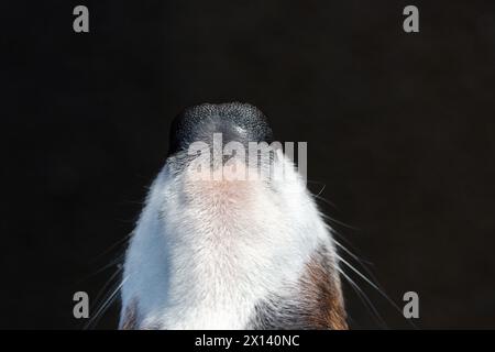 Close up of a dogs nose from above Stock Photo