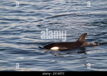 Killer Whales (Orcinus orca) off the coast of Baja California Sur in the Sea of Cortez, Mexico. Stock Photo