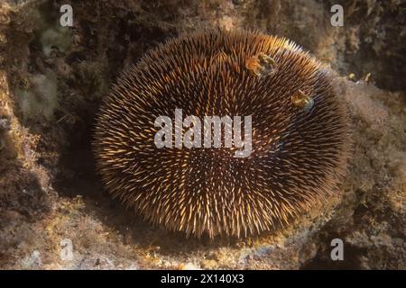 An Eastern Pacific white sea urchin (Tripneustes depressus) on a reef off of Baja California Sur, Mexico. Stock Photo