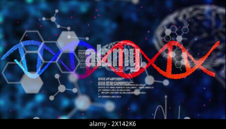 Image of dna strands with data processing over human brains Stock Photo