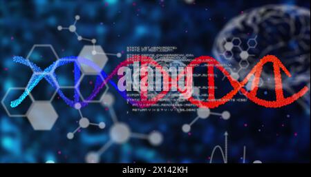 Image of dna strands with data processing over human brains Stock Photo