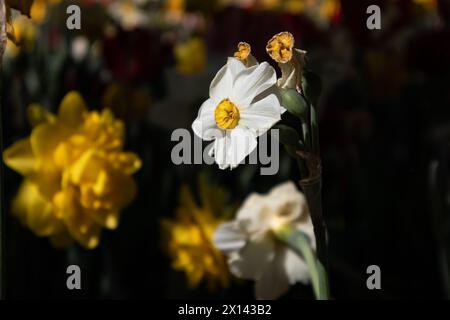 White and yellow daffodil flowers. Bulbous plants blossoming in spring garden. Gently petals, pistils, stamens of a flower. Macro nature in springtime Stock Photo