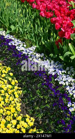 Violets and tulips in a flowerbed. Floral background. Spring bloom. Beautiful flowers. Stock Photo