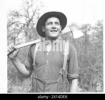 Sapper E. Edmonds, a 21-year-old Maori soldier, is shown performing bush work in New Zealand, having experience in forestry tasks since age 13. Stock Photo
