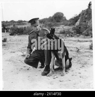 NORTH AFRICA : OBSERVER STORIES - L/Cpl. W. Ball of 95 East Street, Okehampton, Devon, with his poslice dog 'Blackie' (Observer Story No.87) British Army Stock Photo