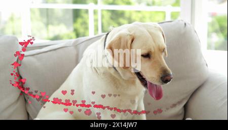 Image of hearts over pet dog sitting on sofa Stock Photo