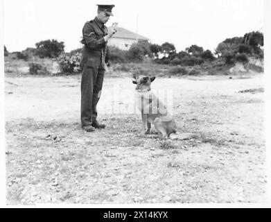 NORTH AFRICA : OBSERVER STORIES - L/Cpl. A. Wells of 'The Mill' Breadmayne near Doncaster, Dorset, teaching his police dog 'Toby' to be obedient. (Observer Story No.86) British Army Stock Photo