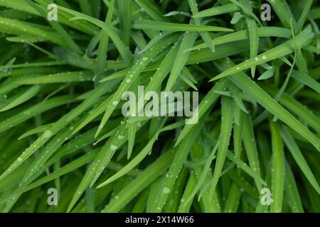 Long pointy green leaves with rain drops Stock Photo