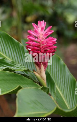 Red Ginger, Alpinia purpurata, Zingiberaceae.  Costa Rica, Central America. Stock Photo