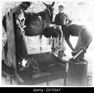 EIGHTH ARMY : LIFE IN THE VILLAGE OF SOGLIANO - The 620 Pack Transport Company (Cypriot) Regiment, find a stable for the farrier's shop, where much work is done replacing shoes for the mule teams that supply the forward troops about two miles North of the village British Army Stock Photo