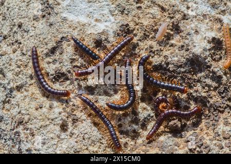 Archispirostreptus syriacus is a species of millipede within the family Spirostreptidae. The species is found distributed in the Middle East Stock Photo