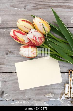 Bouquet of striped tulips in red, yellow and white and card with copy space Stock Photo