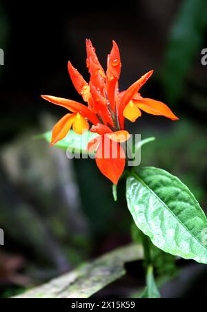 Fiery Spike, Aphelandra aurantiaca, Acanthaceae. Jungle plant with orange flower.  Arenal, Costa Rica. Stock Photo