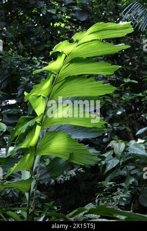Walking Palm leaf, Socratea exorrhiza, Socratea, Arecaceae. Puentes Colgantes near Arenal Volcano, Costa Rica. Stock Photo