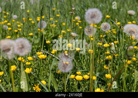 white dandelions in the park in spring, a beautiful clearing with lots of mature white dandelions Stock Photo