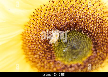 Sunflowers And A Bee At A Garden In The Dandenong Ranges In Melbourne 