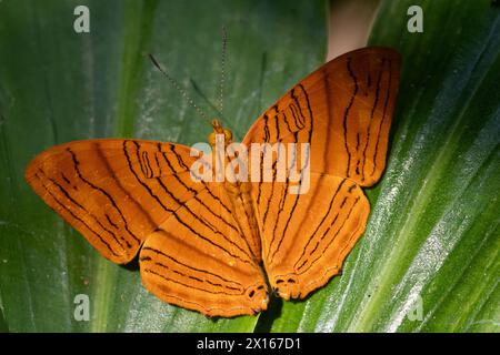 The common Maplet (Chersonesia risa) standing on a leaf, this orange stripped butterfly is living in South-East Asia. Stock Photo
