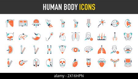 Bundle of body parts and organs icons. Human body vector illustration Stock Vector