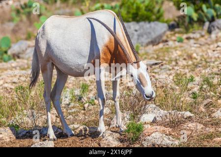 Scimitar-Horned Oryx scratching back with horns at Natural Bridge Wildlife Ranch in Texas. Stock Photo